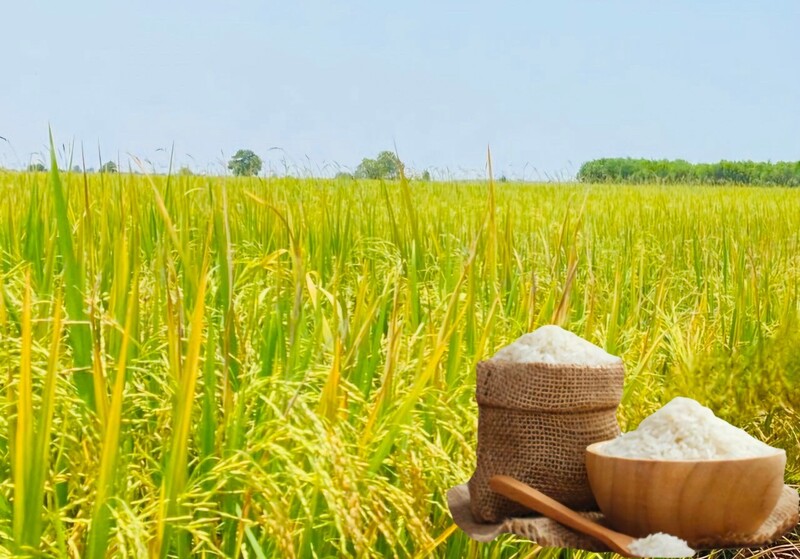 Giá lúa gạo hôm nay ngày 26/6: Gạo xuất khẩu đảo chiều tăng. Ảnh Thanh Minh.