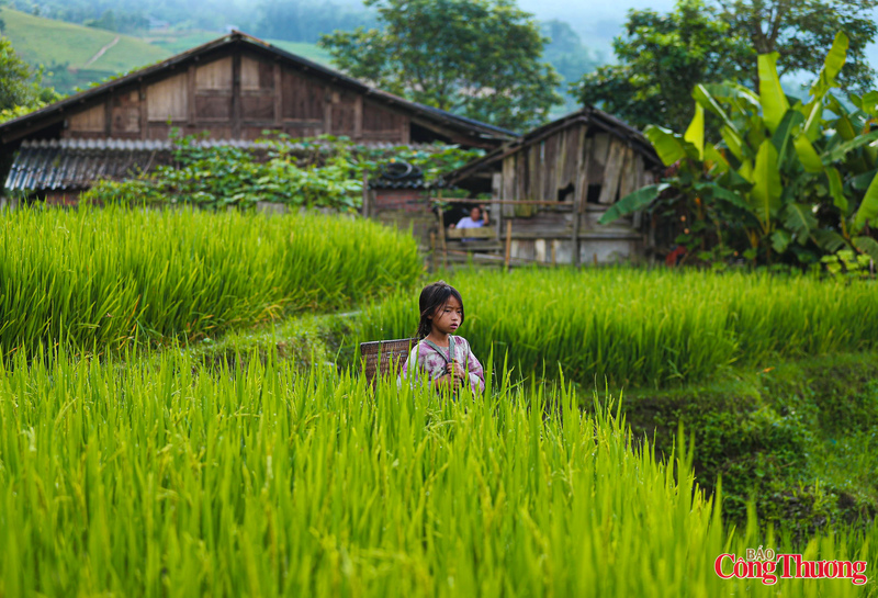 Ruộng bậc thang ở Sapa không chỉ là cảnh sắc mà còn là biểu tượng văn hóa gắn liền với đời sống của các dân tộc Mông, Dao, Tày, Giáy...