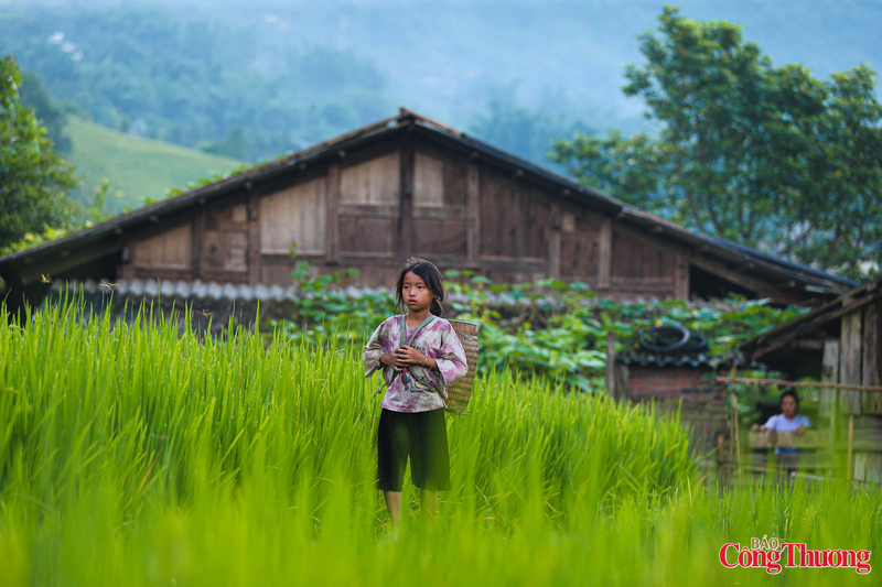 Tạp chí du lịch hàng đầu nước Mỹ Travel + Leisure xếp hạng ruộng bậc thang Sa Pa là một trong những kỳ quan ruộng bậc thang đẹp nhất trên thế giới. Và khi tận mắt chiêm ngưỡng bức họa thiên nhiên được vẽ bằng những sắc xanh màu lúa này, người ta mới hiểu, mọi mỹ từ dành cho kỳ quan này đều chưa thể lột tả được hết vẻ đẹp diễm lệ ấy.