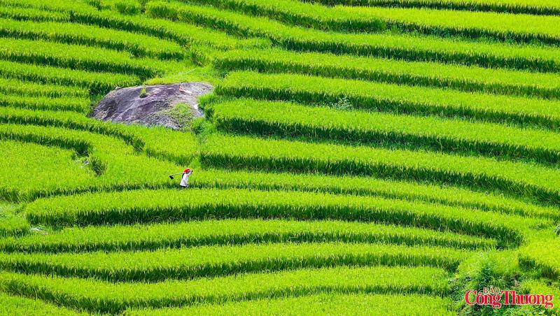 Những thửa ruộng bậc thang uốn lượn mềm mại theo sườn núi, phủ lên mình một lớp áo màu xanh non mướt, tạo nên bức tranh đồng quê sống động và yên bình giữa tầng tầng mây trắng.