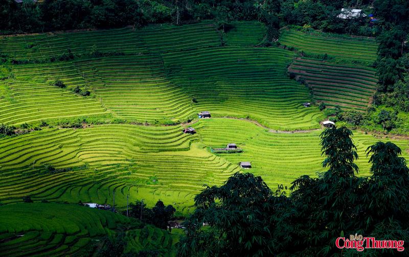 Hơn 10 năm gắn bó với các cung đường nơi đây, anh Việt (38 tuổi, lái du lịch lâu năm tại Sapa) vẫn không khỏi thích thú mỗi khi mùa lúa xanh về. “Từ tháng 6 đến tháng 8, khắp thung lũng Mường Hoa, Tả Van... rực lên màu xanh mướt mắt. Những ngày này, khách đến đông, nhất là khách trẻ mê săn ảnh. Tôi thường chở các bạn vào bản Tả Van, nơi có nhiều quán cafe với tầm nhìn lý tưởng ra ruộng bậc thang”, anh Việt nói.
