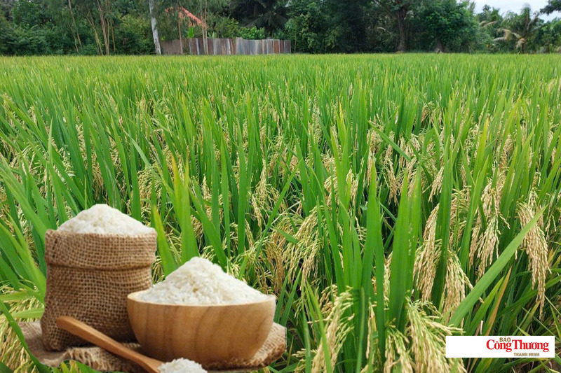 Giá lúa gạo hôm nay ngày 5/7, tuần qua: Lúa, gạo xuất khẩu biến động trái chiều.