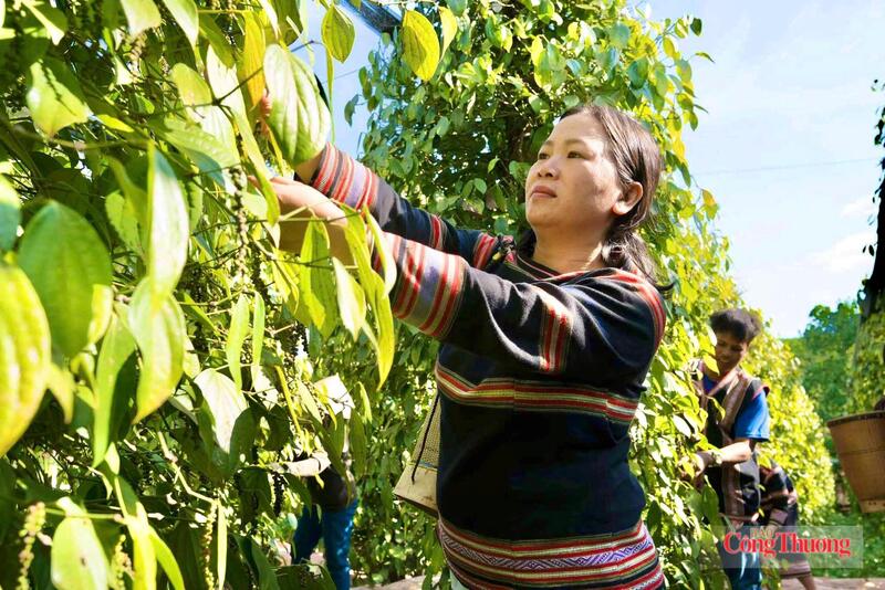 Thu hoạch hồ tiêu tại Gia Lai. Ảnh: Hiền Mai