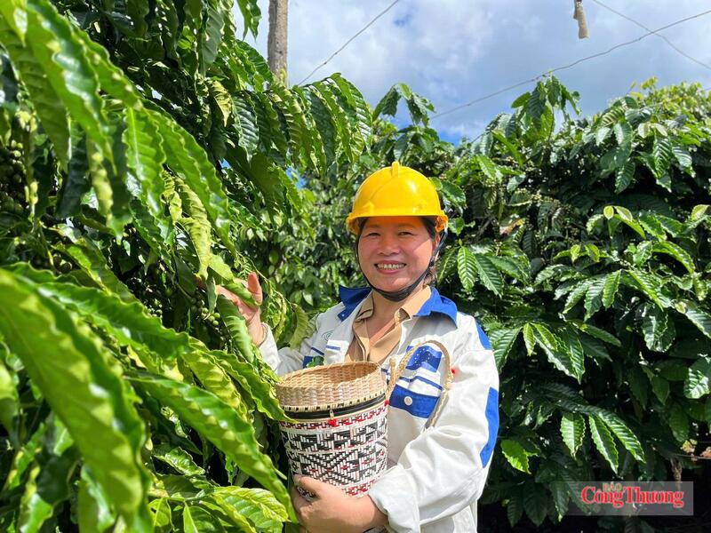 Thu hoạch cà phê tại Gia Lai. Ảnh: Hiền Mai