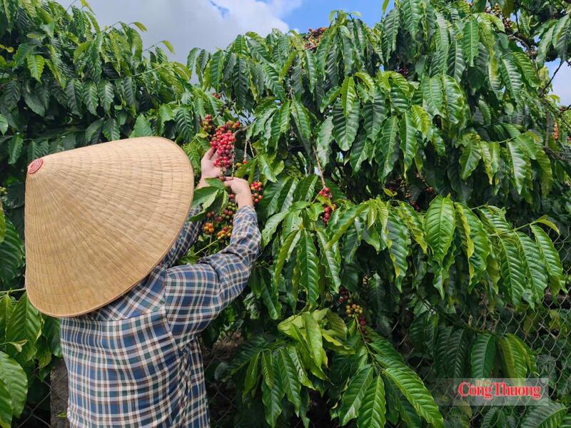 Thu hoạch cà phê tại Lâm Đồng. Ảnh: Thừa Ngọc