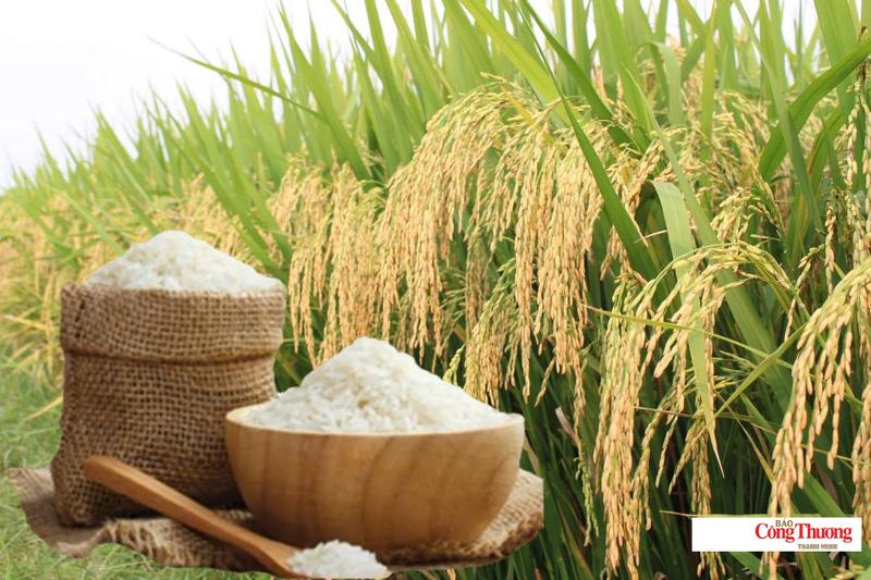 Giá lúa gạo hôm nay ngày 30/7/2026: Gạo nguyên liệu xuất khẩu tăng nhẹ, lúa tươi vững giá.