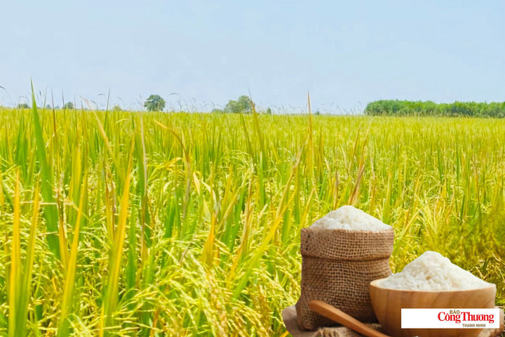 Giá lúa gạo hôm nay ngày 20/8: Lúa tươi biến động trái chiều.