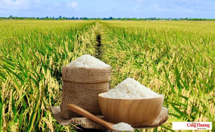Giá lúa gạo hôm nay ngày 21/8: Gạo nguyên liệu xuất khẩu tiếp đà giảm nhẹ.