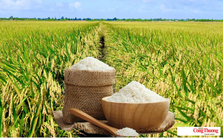 Giá lúa gạo hôm nay ngày 26/8: Gạo nguyên liệu xuất khẩu tiếp đà giảm.