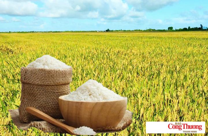 Giá lúa gạo hôm nay ngày 9/9/2026: Thị trường “lặng sóng”.