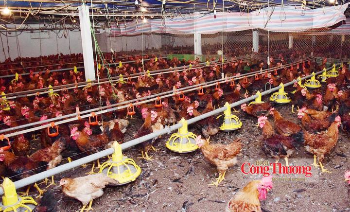 Chăn nuôi gà lông màu tại trại gà của gia đình tại ông Nguyễn Mạnh Hải ở thôn Yên Thịnh, xã Bất Bạt, TP. Hà Nội.