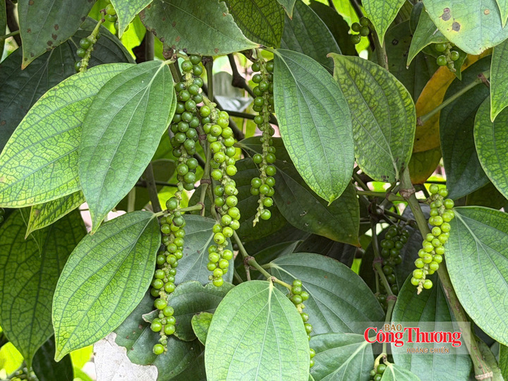 Hồ tiêu xanh tại vườn trồng Lâm Đồng.