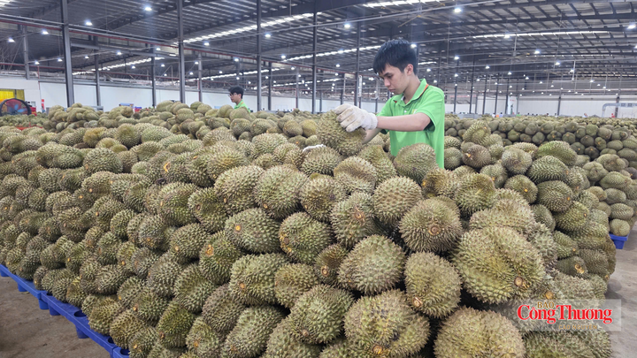 Sầu riêng là ngành hàng xuất khẩu chủ lực của tỉnh Đắk Lắk.