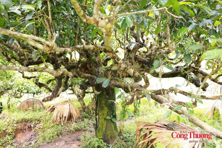 Chè Shan tuyết cổ thụ là nguồn nguyên liệu đặc trưng được người dân địa phương gìn giữ, khai thác và đưa vào chuỗi liên kết tiêu thụ