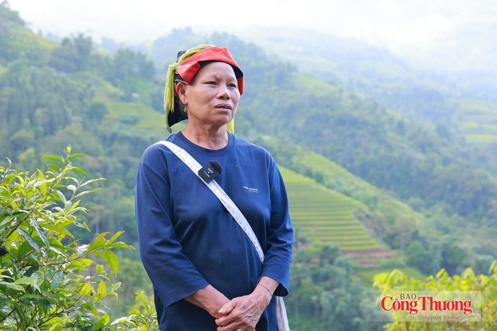 Với những hộ có diện tích sản xuất không lớn như gia đình bà Trương Thị Vàng, đầu ra ổn định là yếu tố quan trọng để người dân yên tâm duy trì cây chè qua từng vụ