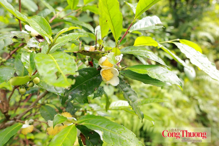 Những búp chè Shan tuyết sinh trưởng trong điều kiện tự nhiên đặc trưng của vùng núi, trở thành nguồn nguyên liệu mang giá trị riêng của địa phương