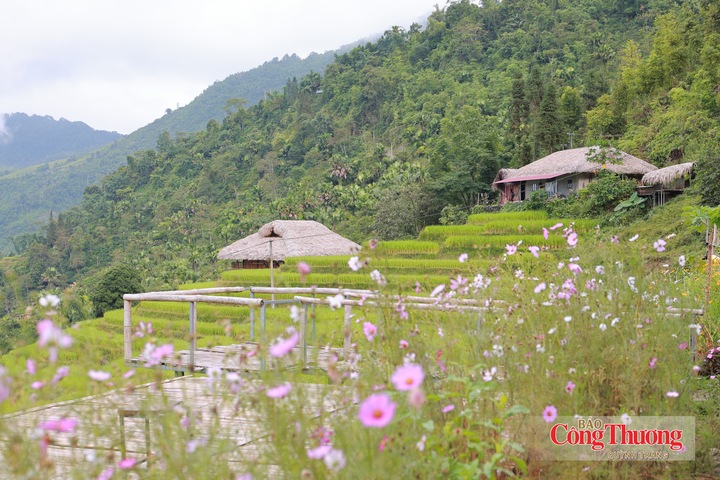 Những nếp nhà nép mình bên sườn núi, giữa ruộng bậc thang và sắc hoa, tạo nên khung cảnh bình yên nơi vùng cao Xà Phìn