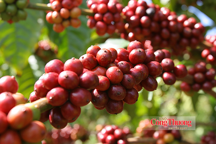 Robusta tiếp tục là mặt hàng xuất khẩu chủ lực của ngành cà phê Việt Nam.