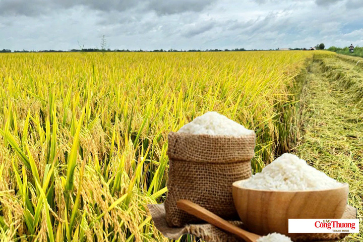 Giá lúa gạo hôm nay ngày 15/10/2026: Giá lúa tươi biến động.