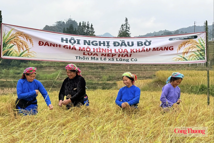 Bà con đồng bào dân tộc thiểu số xã Lũng Cú thu hoạch các giống lúa đặc sản của địa phương như Khẩu mang, Nếp hái... Ảnh: Ngọc Đức